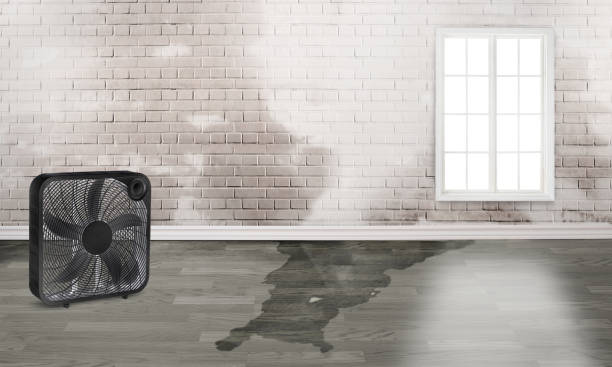 Best Local water damage restoration  in Conway, AR